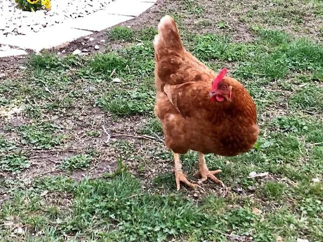 Ca Vettor Panzió Affi